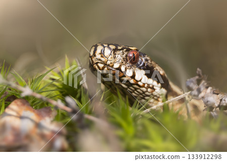 Common European viper spotted in Ermelosche Heide, Netherlands during spring season 133912298