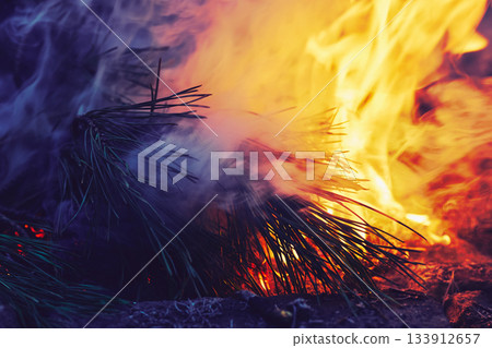 Burning pine branches.Terrible forest fire Burning pine branches.Terrible forest fire 133912657