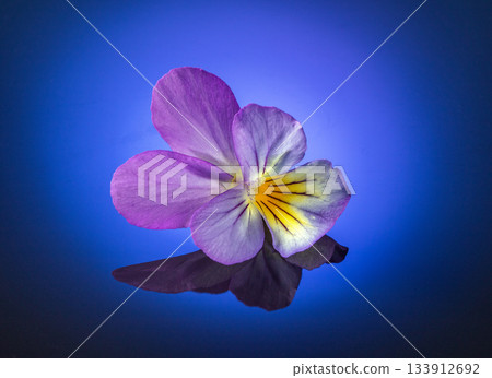 Artistic close-up of a pansy flower on a stunning blue gradient background 133912692
