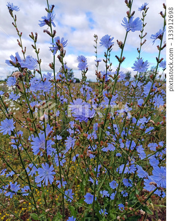Vibrant chicory bushes flourishing in a lush meadow landscape Vibrant chicory bushes flourishing in a lush meadow landscape 133912698
