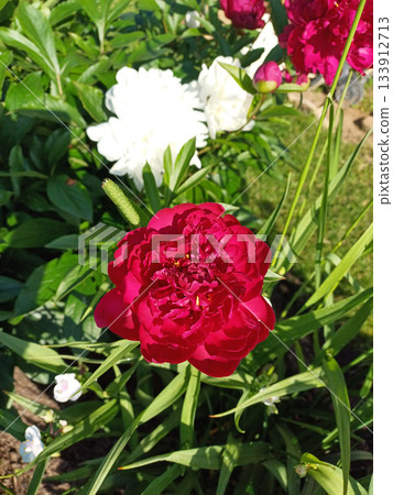 Beautifully blooming peonies creating a colorful landscape in flower bed Beautifully blooming peonies creating a colorful landscape in flower bed 133912713