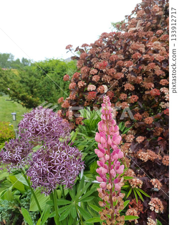 Stunning giant allium and lupine flowers nestled in lush garden shrubs Stunning giant allium and lupine flowers nestled in lush garden shrubs 133912717