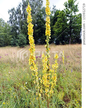 Vibrant yellow flowers of cow-wheat blooming in a serene forest glade Vibrant yellow flowers of cow-wheat blooming in a serene forest glade 133912719