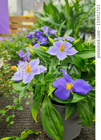 Close-up view of delicate blue persian violet flowers showcasing nature's beauty Close-up view of delicate blue persian violet flowers showcasing nature's beauty 133912721