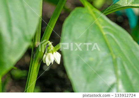 Macro close-up of a delicate white flower from a sweet pepper plant in nature 133912724