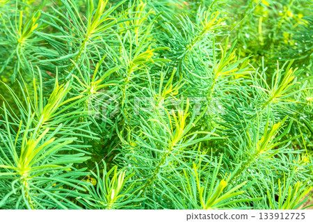 Close-up of dense thickets of vibrant milkweed cypress in nature Close-up of dense thickets of vibrant milkweed cypress in nature 133912725
