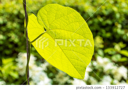 Macro photo of bright green translucent aristolochia leaf illuminated by sunlight Macro photo of bright green translucent aristolochia leaf illuminated by sunlight 133912727