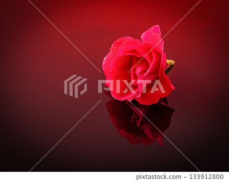 Artistic and elegant red rose reflection on a mirrored background captured beautifully 133912800