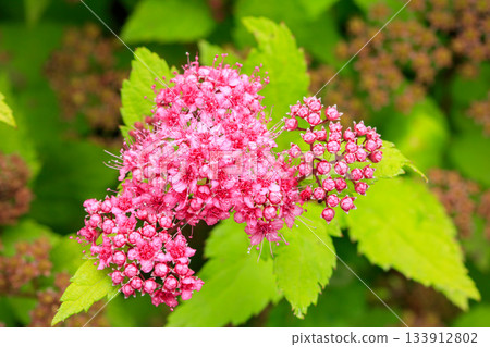 Close-up of japanese spirea inflorescence showcasing delicate floral details 133912802