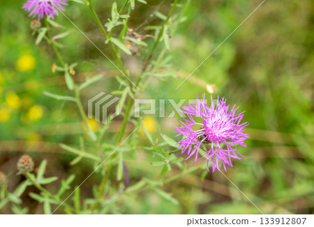 Close-up of common cornflower flower: key plant for latvian honey production 133912807