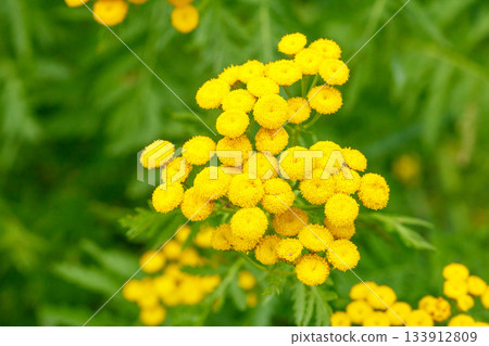 Close-up image of vibrant yellow loosestrife flowers in full bloom during july 133912809