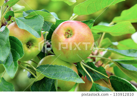 Ripe apples growing on trees in a lush garden during july season Ripe apples growing on trees in a lush garden during july season 133912810