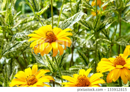Close-up of vibrant yellow heliopsis flowers from honey plants in latvia Close-up of vibrant yellow heliopsis flowers from honey plants in latvia 133912815
