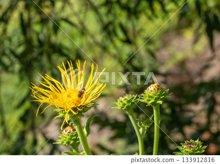 Honey plants of Latvia - elecampane flower close-up 133912816