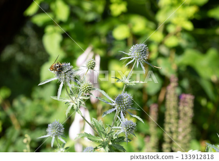 Honey plants of Latvia - Eryngium flowers, close-up of flowers and nectar-feeding insects in action Honey plants of Latvia - Eryngium flowers, close-up of flowers and nectar-feeding insects in action 133912818