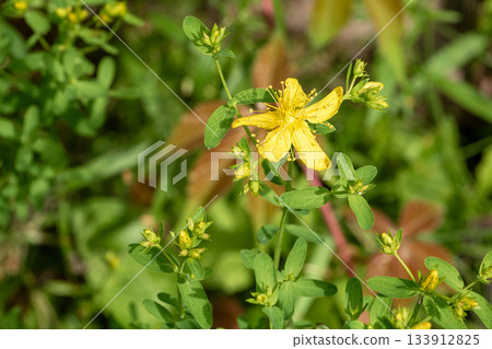 Close-up of st. John's wort flower showcasing latvia's medicinal herbs 133912825