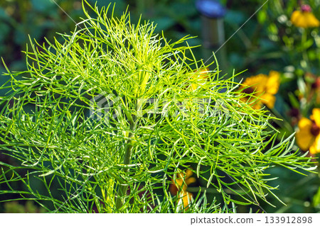 Lacy leaves of the cosmos flower illuminated by radiant sunlight Lacy leaves of the cosmos flower illuminated by radiant sunlight 133912898