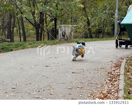 Dog running toward owner on park path. Energy, affection, and joyful motion symbolizing freedom and bond between human and animal. Dog running toward owner on park path. Energy, affection, and joyful motion symbolizing freedom and bond between human and animal. 133912911