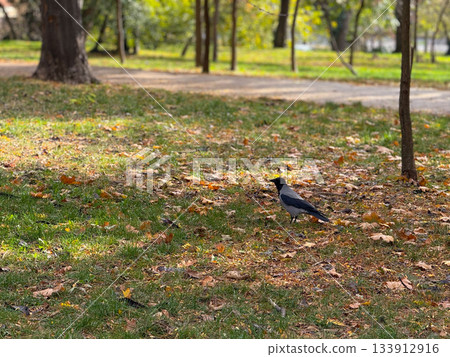Crow standing on autumn grass. Observation, awareness, and connection between wildlife and urban nature. 133912916