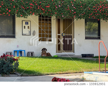 Dog resting near house entrance. Domestic comfort, companionship, and peaceful everyday life in a suburban yard. Dog resting near house entrance. Domestic comfort, companionship, and peaceful everyday life in a suburban yard. 133912931