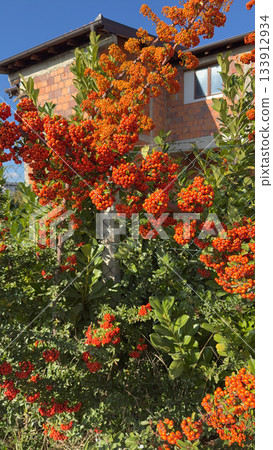 Scarlet firethorn, Pyracantha coccinea red berries closeup Scarlet firethorn, Pyracantha coccinea red berries closeup 133912934