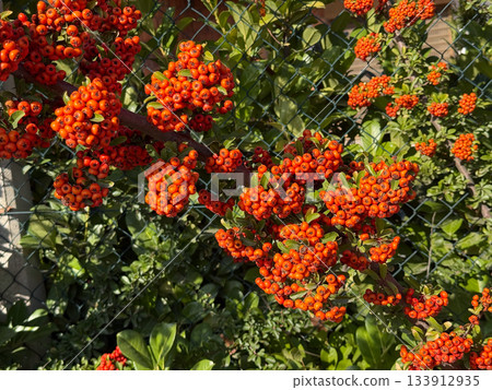 Red pomes of Pyracantha in the autumn sunlight. 133912935