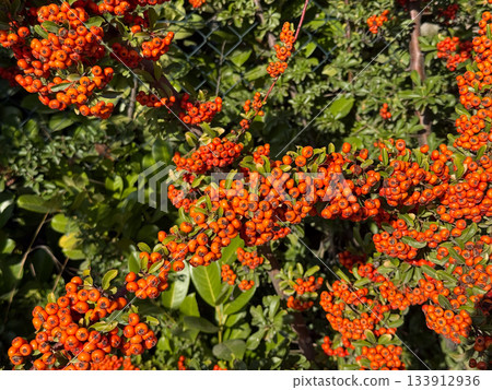 pyracantha, bright beautiful decorative red berries on bushes, red autumn bright viburnum berries, mountain ash, autumn landscape, selective focus, pyracantha Bush 133912936