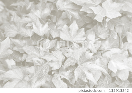 Cloud Dancer ivy leaves background. Monochrome color 2026. Cloud Dancer ivy leaves background. Monochrome color 2026. 133913242