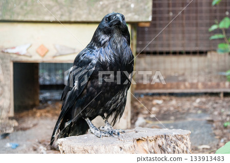 Beautiful black crows sit on a stump 133913483