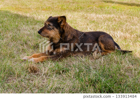 Old dog posing and resting on the grass close-up 133913484