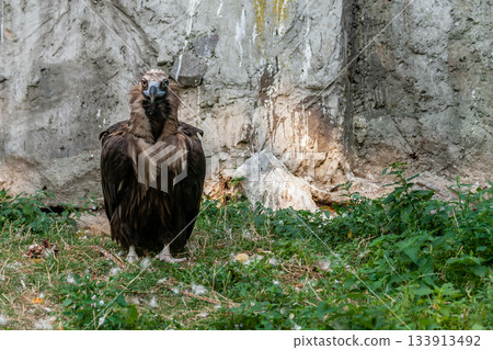 Bird vultures standing on grass Bird vultures standing on grass 133913492