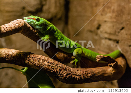 Green gecko lizard sits on a close-up branch 133913493