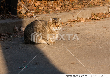 The street cat is heated in the sun's rays The street cat is heated in the sun's rays 133913495