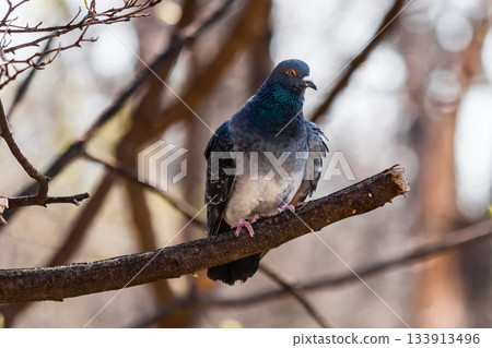 Pigeon sits on a branch 133913496