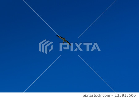Stork soaring in the blue sky with white clouds Stork soaring in the blue sky with white clouds 133913500