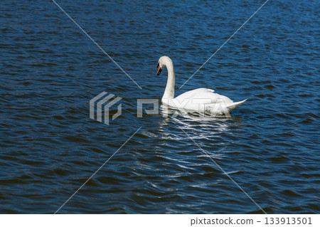 Beautiful swan floats on the lake Beautiful swan floats on the lake 133913501