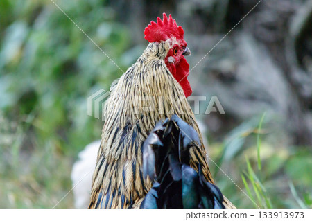 beautiful cock on grass background 133913973