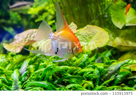 Pterophyllum scalare fish 133913975