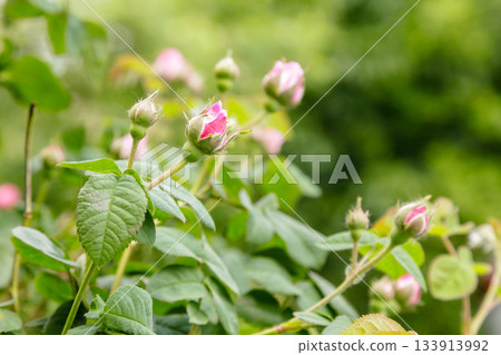 beautiful bushes of a blooming scarlet rose beautiful bushes of a blooming scarlet rose 133913992