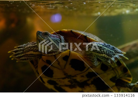 Beautiful turtle swims in the water Beautiful turtle swims in the water 133914116