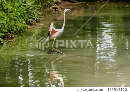 beautiful pink flamingos with beak and loose wings 133914130