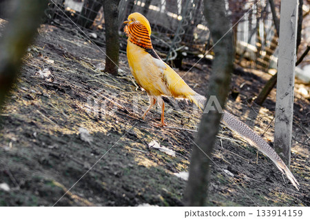 beautiful yellow golden pheasant 133914159