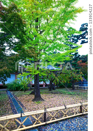 Head temple Chishaku-in Temple - Yellow leaves of ginkgo trees along the approach to Chishaku-in Temple 133914227