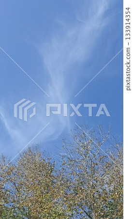 This beautiful stock image captures fluffy clouds above vibrant autumn trees, all set against a bright blue sky, perfectly showcasing the essence of nature s beauty and tranquility. 133914354