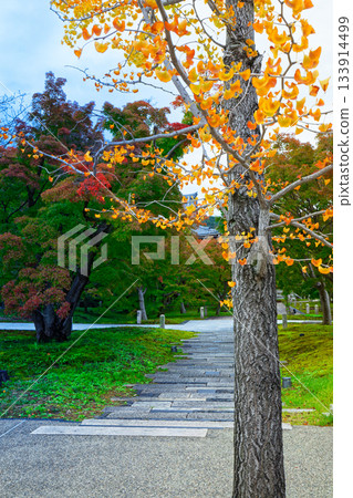 總本山智釋院－智釋院內銀杏樹的黃葉 133914499