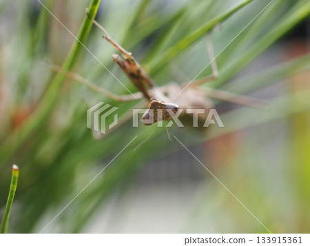 A close-up of a praying mantis's face facing forward A close-up of a praying mantis's face facing forward 133915361