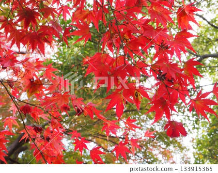 鮮豔的紅色楓木紋理背景 鮮豔的紅色楓木紋理背景 133915365