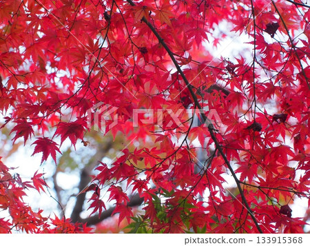 Dense maple leaf background (high resolution texture) Dense maple leaf background (high resolution texture) 133915368