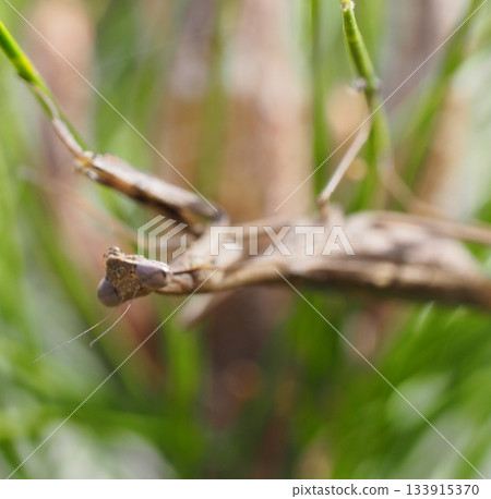 仔細觀察這張照片,這是螳螂臉部的特寫(微距)。 仔細觀察這張照片,這是螳螂臉部的特寫(微距)。 133915370