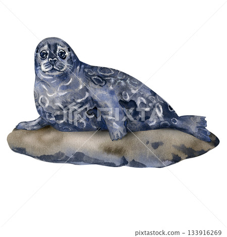 Watercolor Saimaa ringed seal resting on a rock. Endangered Finnish species depicted in soft blue-grey tones. Nordic wildlife illustration perfect for nature projects, prints and educational materials Watercolor Saimaa ringed seal resting on a rock. Endangered Finnish species depicted in soft blue-grey tones. Nordic wildlife illustration perfect for nature projects, prints and educational materials 133916269